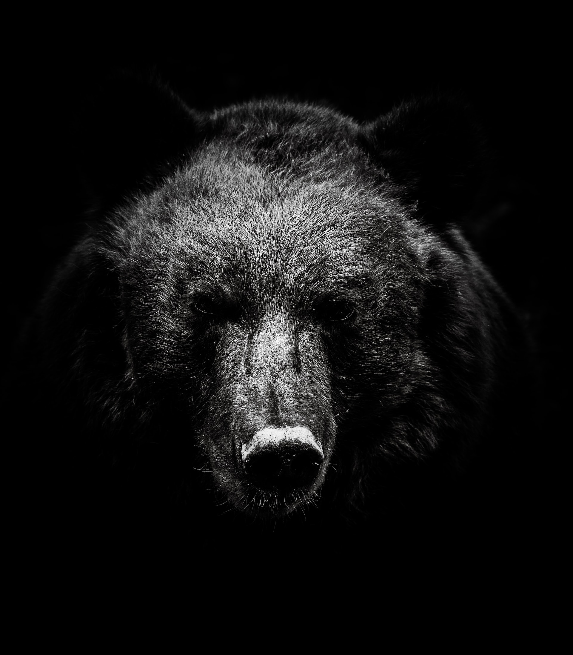 Portarit d’un grizzly sur fond noir